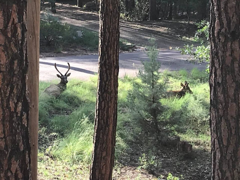 Elk on the property