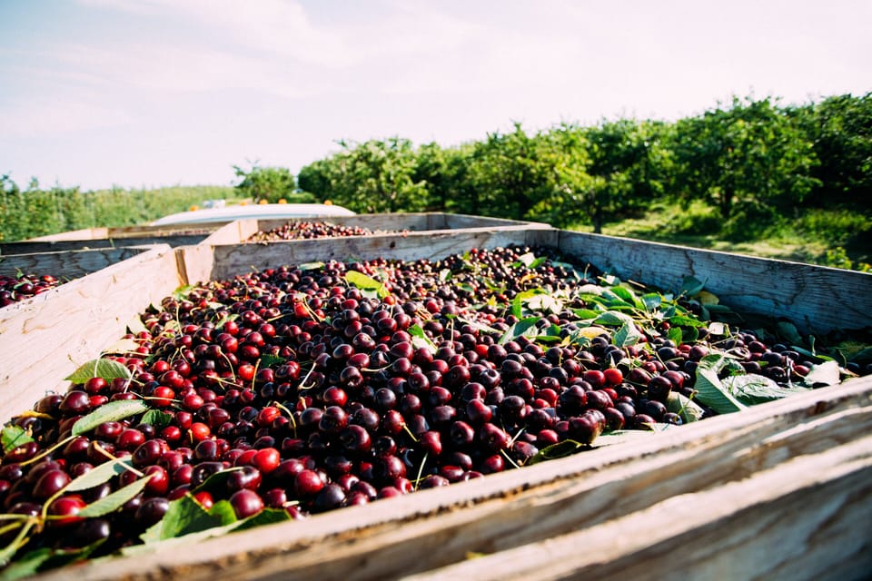 National Cherry Festival – Early July: Parades, air shows, and family fun