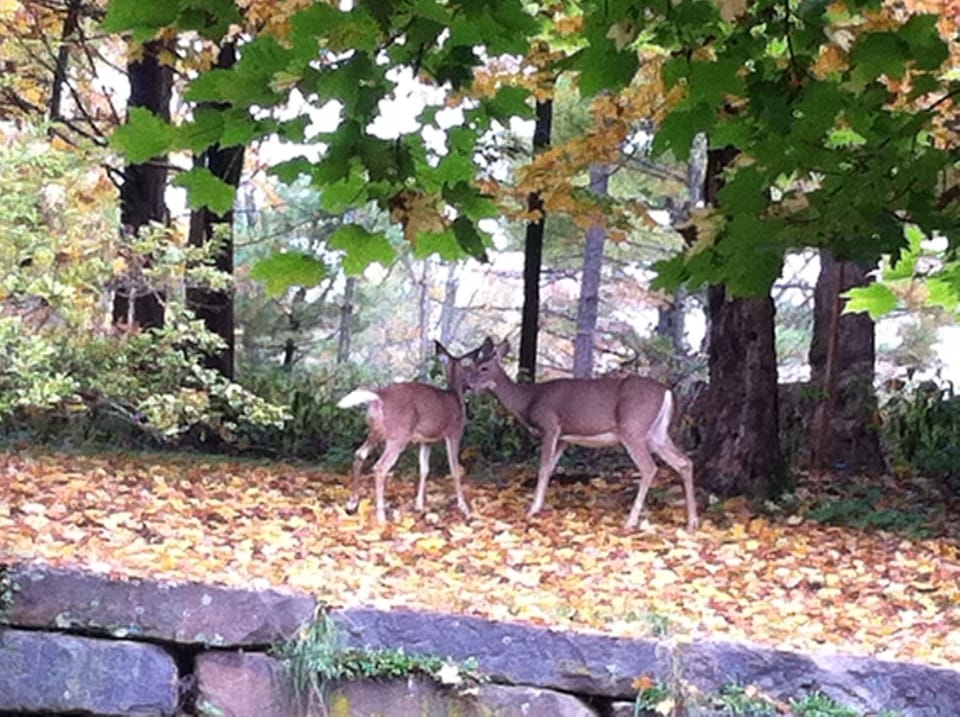Visitors...