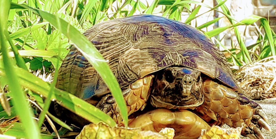 Villa Pefnos is home to lots of characters!