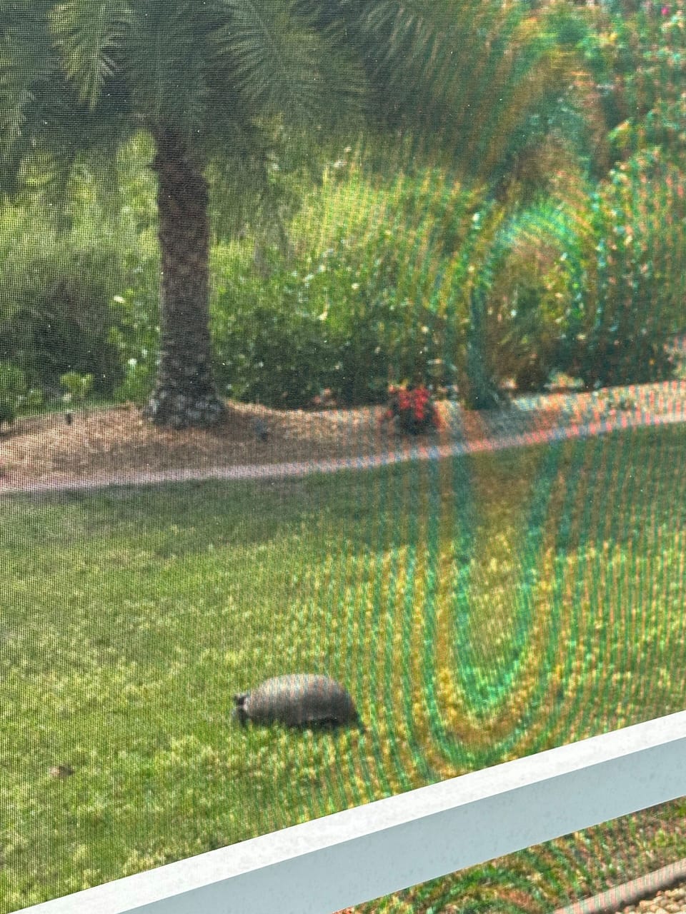 We get regular visits from a turtle which has a den on the edge of the property.