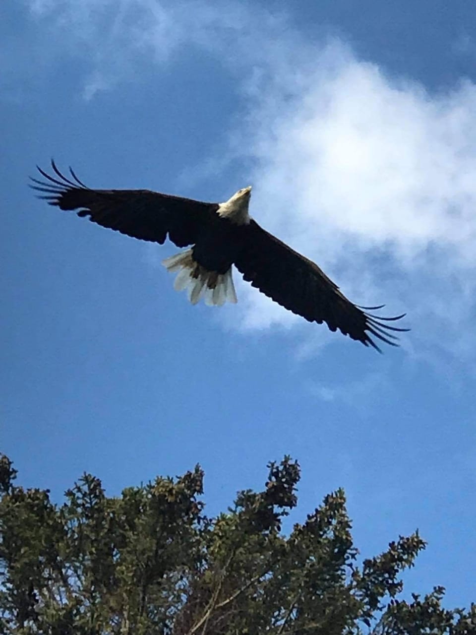 Beautiful visitors!  Great to watch them fish in the lake!
