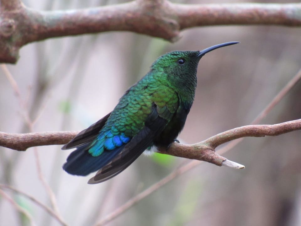 green mango hummingbird