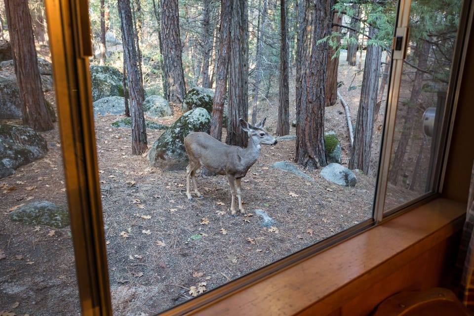 Frequent visitor