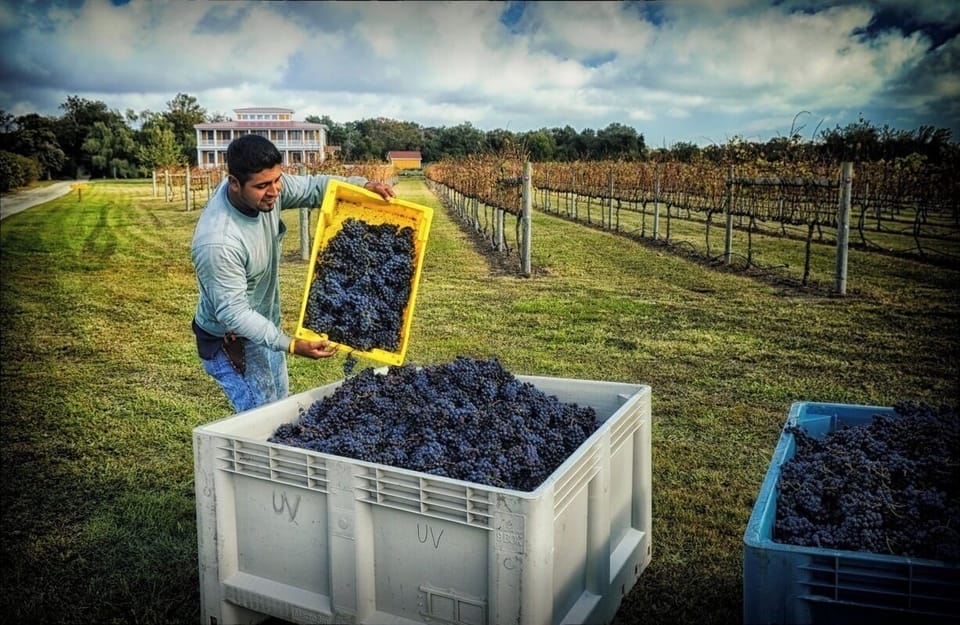 grape harvest