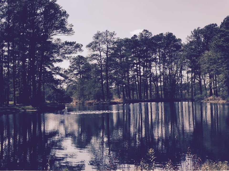 Duck pond