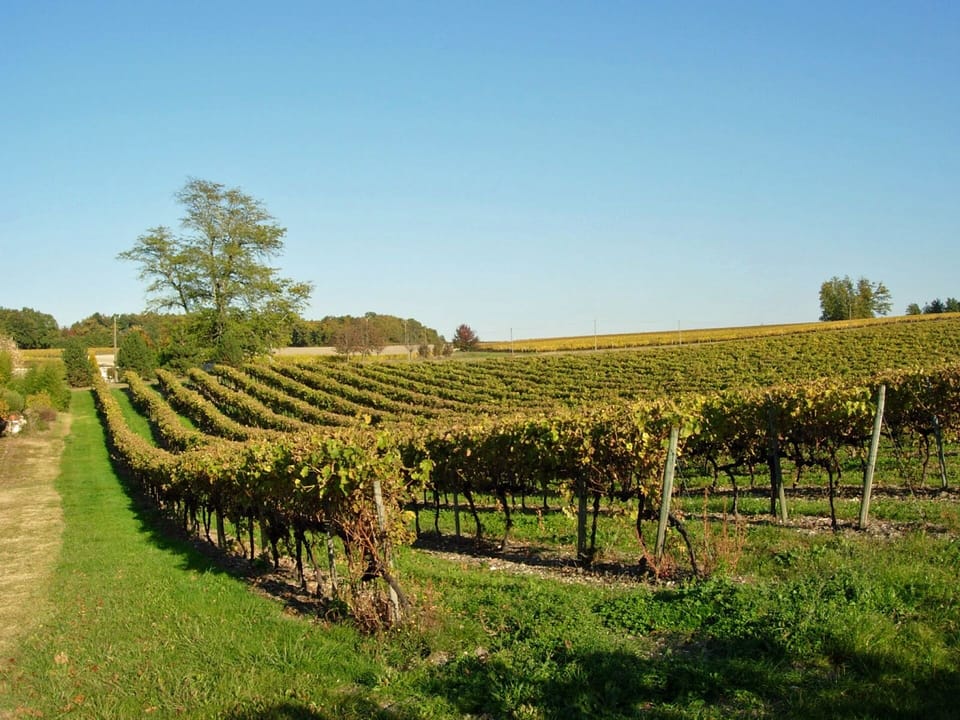 A local vineyard