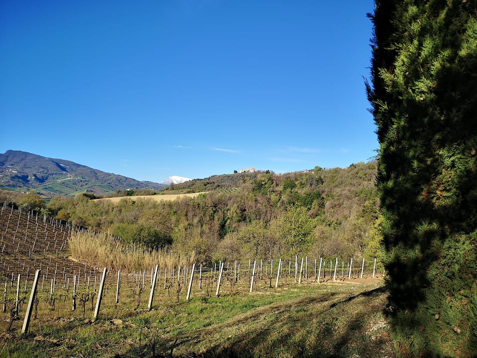 Splendid views of the nearby vineyards and mountains 