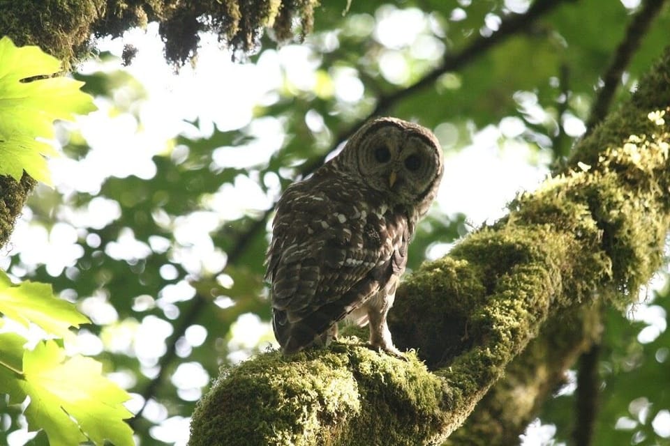 Barred owl at the creek down the hill