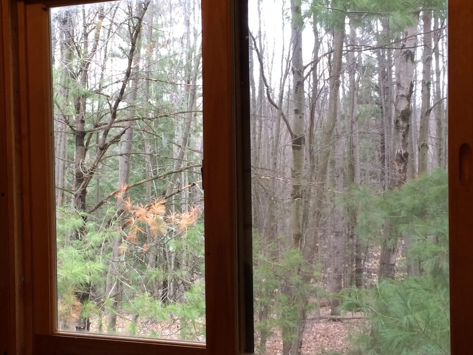 A view from the Love Shack's window
