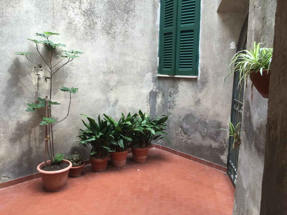 Some plants in the courtyard outside of the front door.