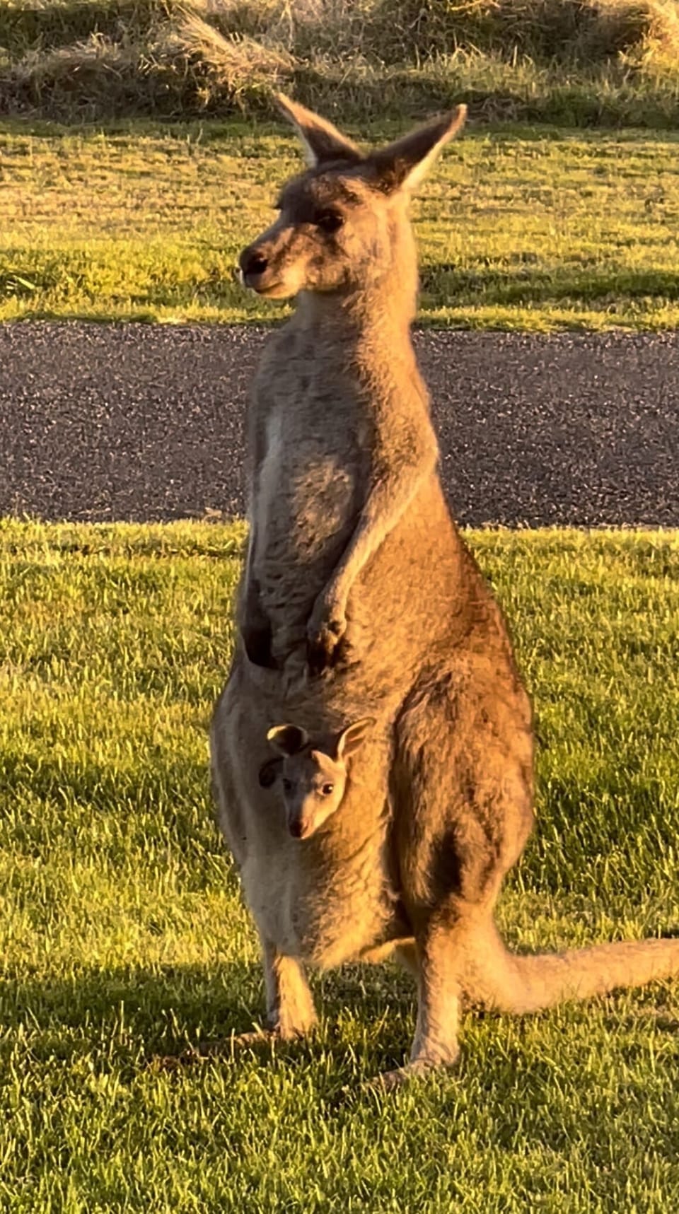 Kangaroo and baby Joey outside the window at Port Albert Waterview Retreat