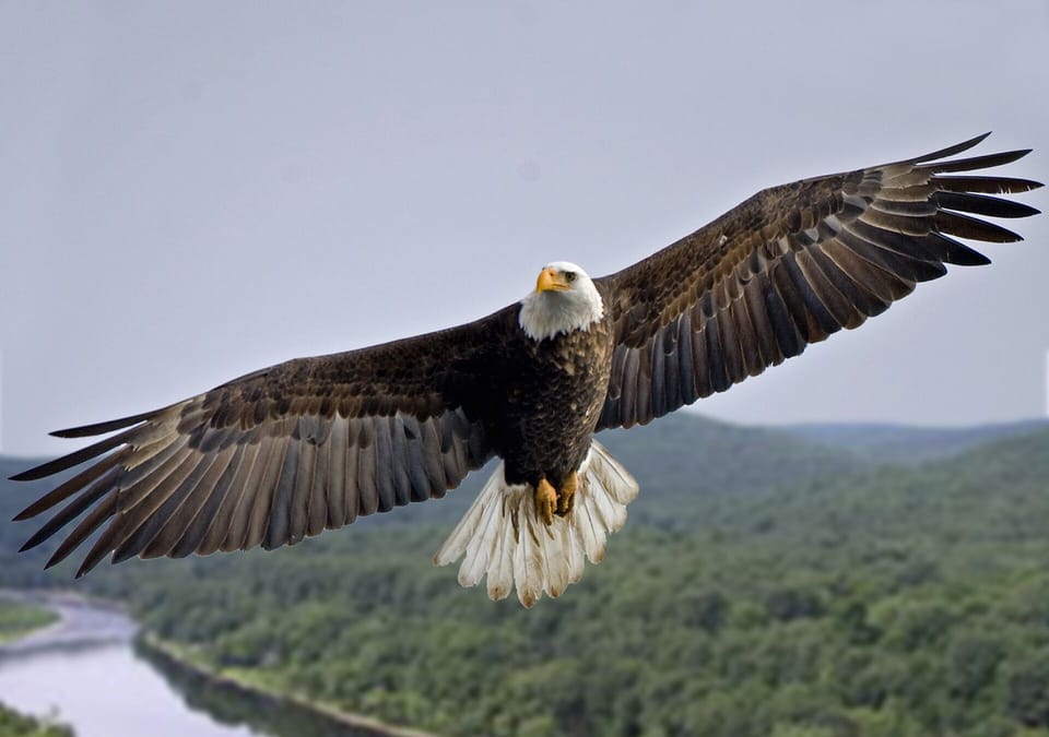 Eagles nest and hunt across from your deck in our unspoiled river and mountains.