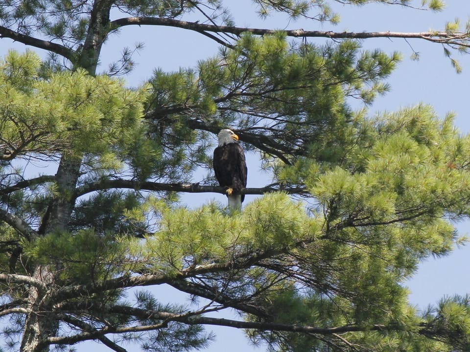 Bald Eagle watching over Lake St. Catherine.