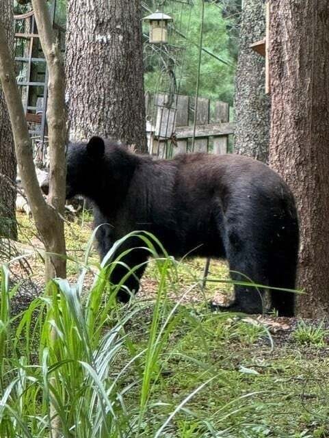 Enjoy the abundant wildlife in the area!