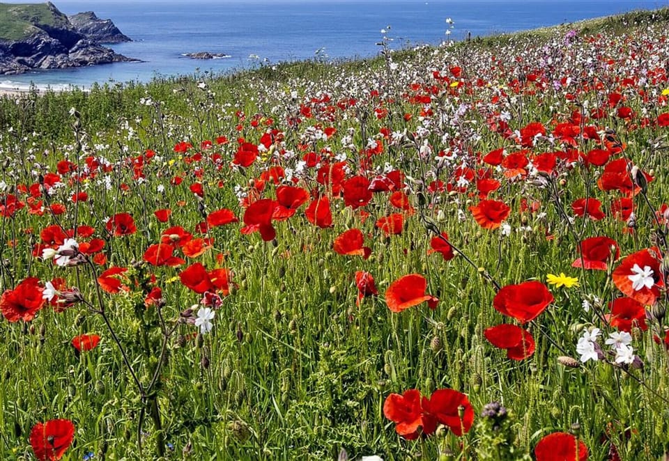 Poppy fields at Polly Joke near Crantock
