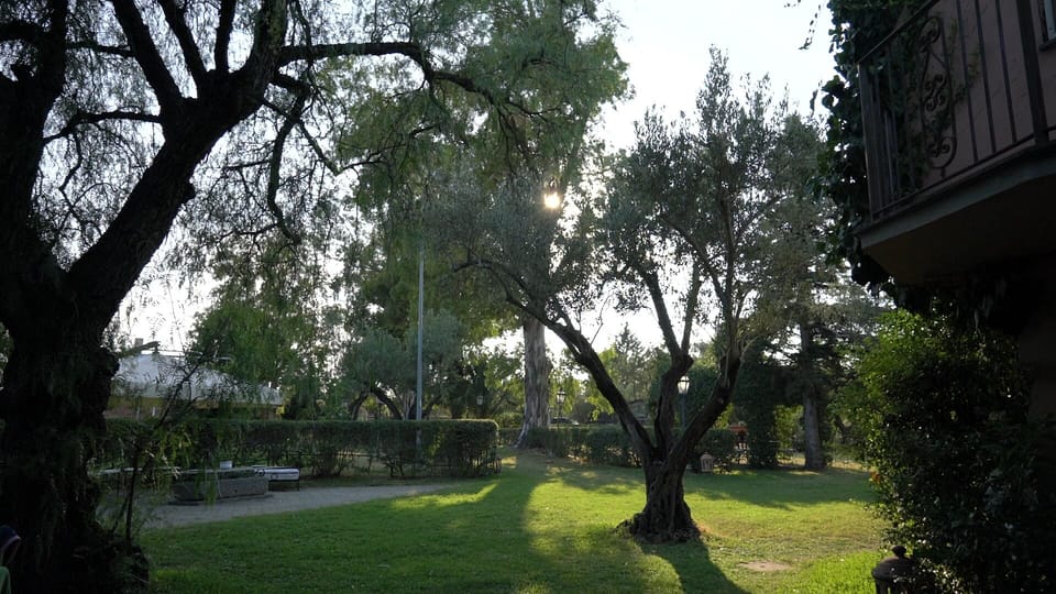 Some olive trees in the garden