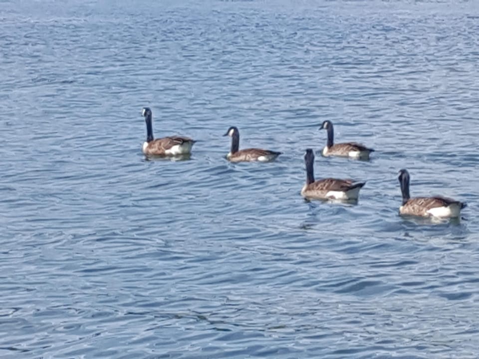 Relaxing times. Lots of wildlife, both local & those just passing thru!