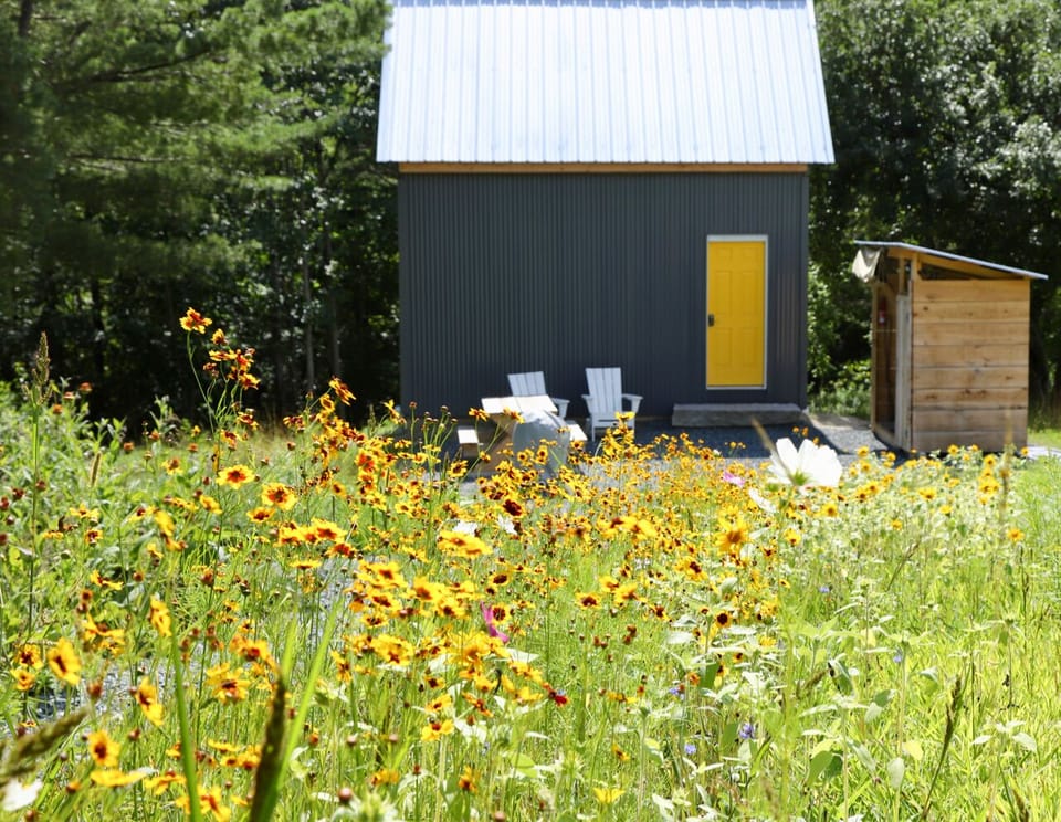 Summer wildflowers 