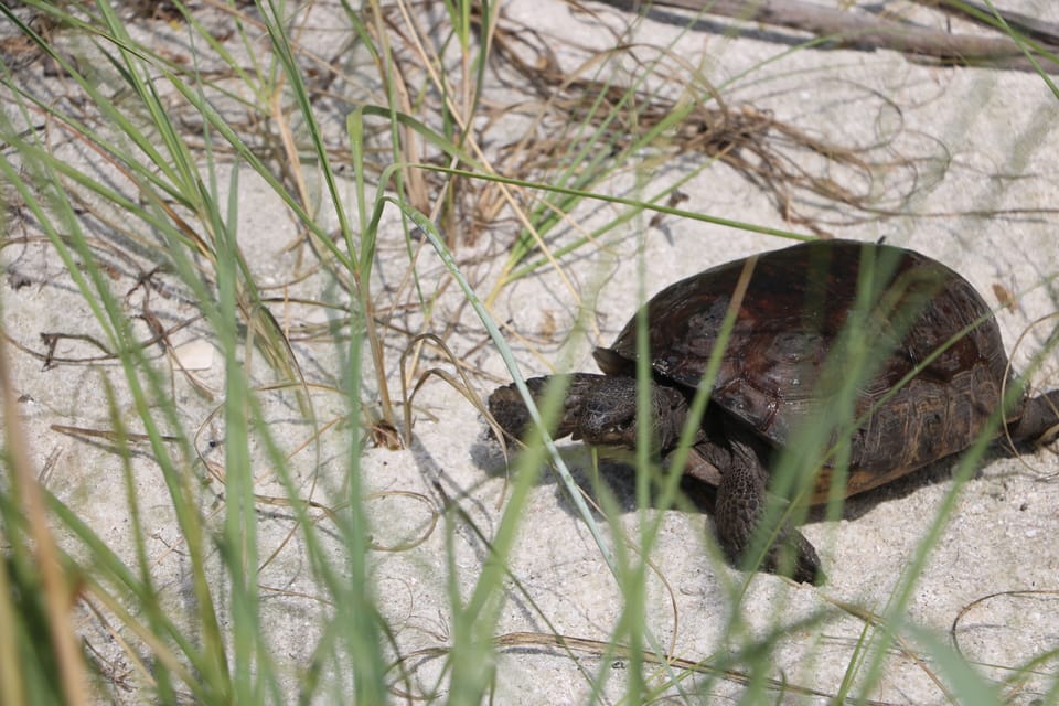 Sea turtle at Bonita Beach