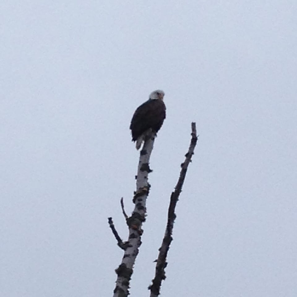 Bald Eagle in Dead Birch
Keep your eyes on the watch for Bald Eagles who seem to really like flying along the shore. Bald Eagles are one of many wildlife species that frequent our resort.