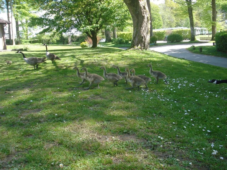 Ducklings on site