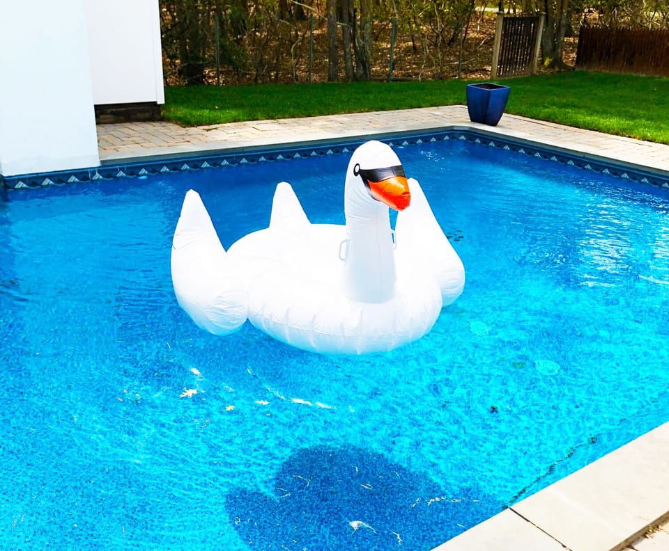 Swan in pool