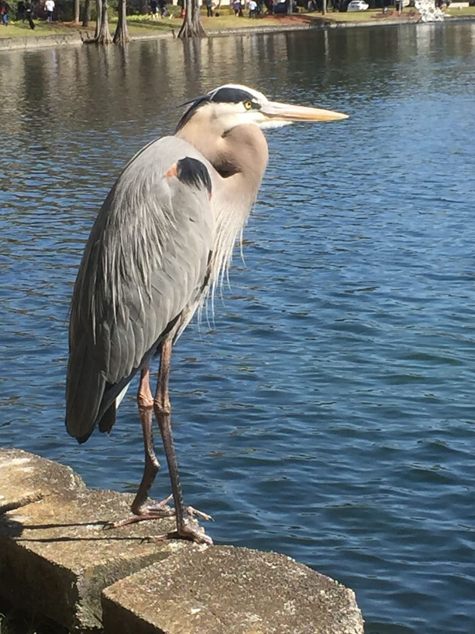 Local friendly heron