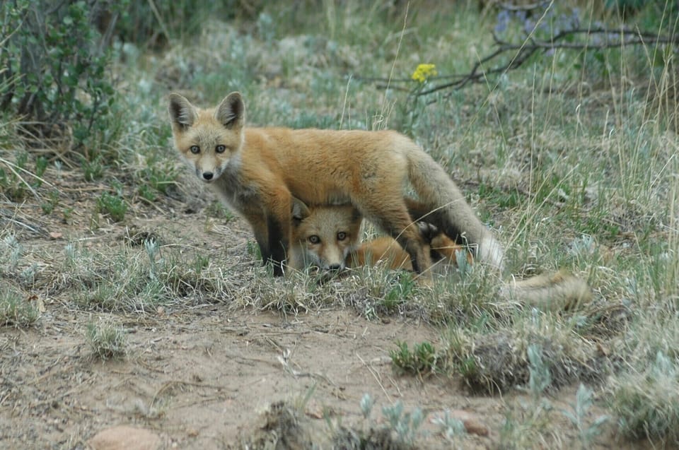 Fox kits (Woodland Park)