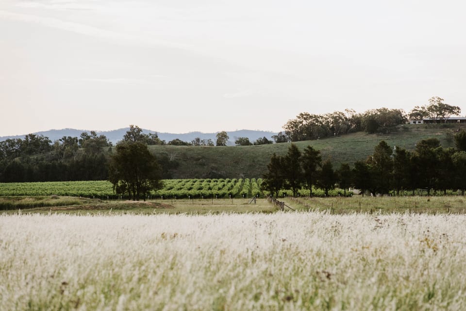 Vineyard views