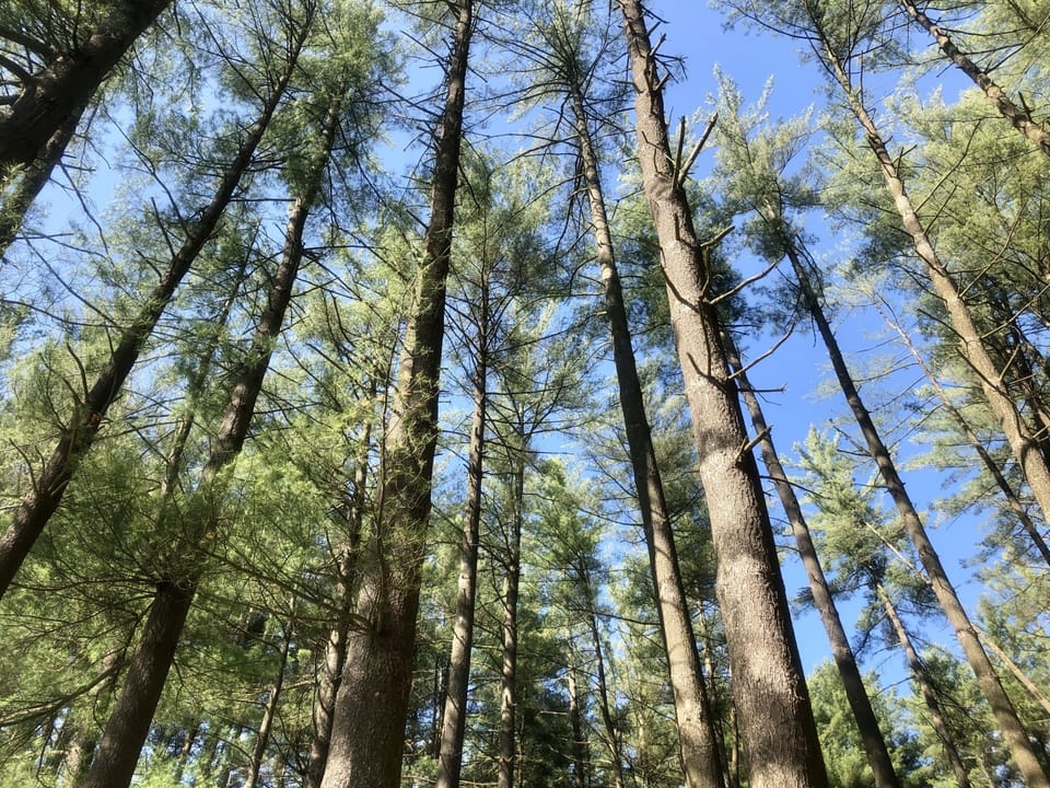 Get lost in Wayne National Forest at the Sand Run Picnic area.