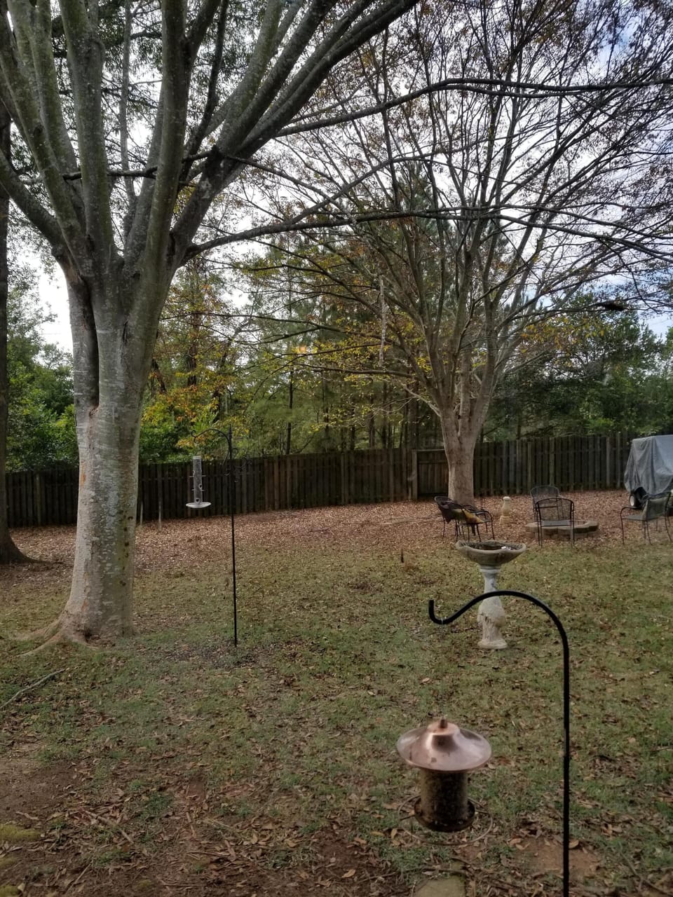 Fall yard