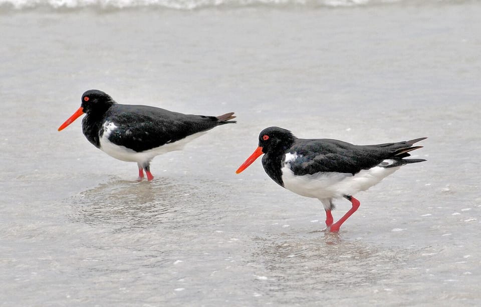 Plovers on Sceale Bay beach