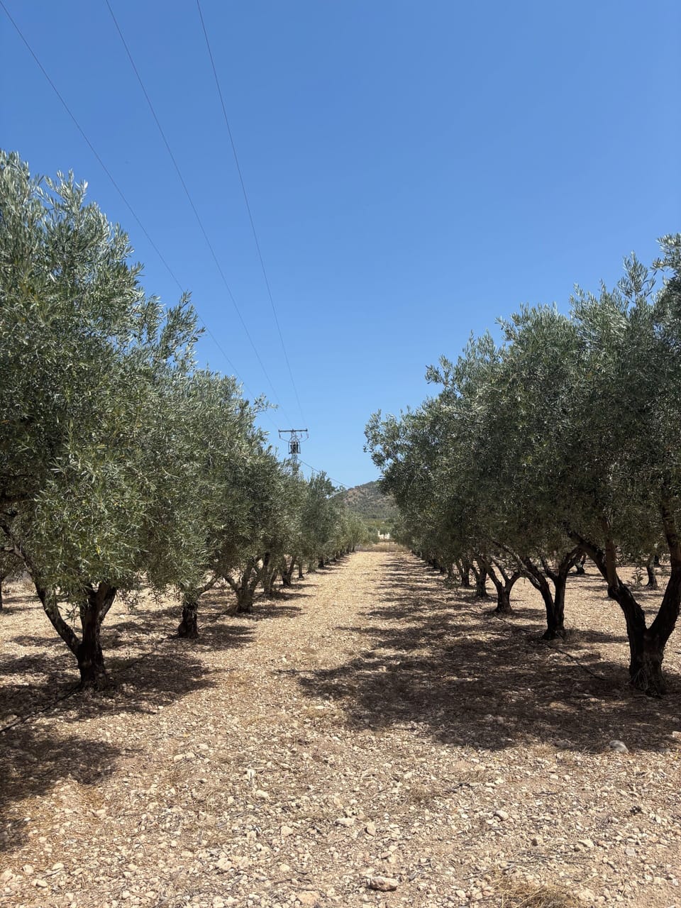 Peaceful olive groves
