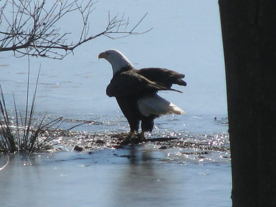 Bald Eagles can be seen from time to time taking flight over the lake