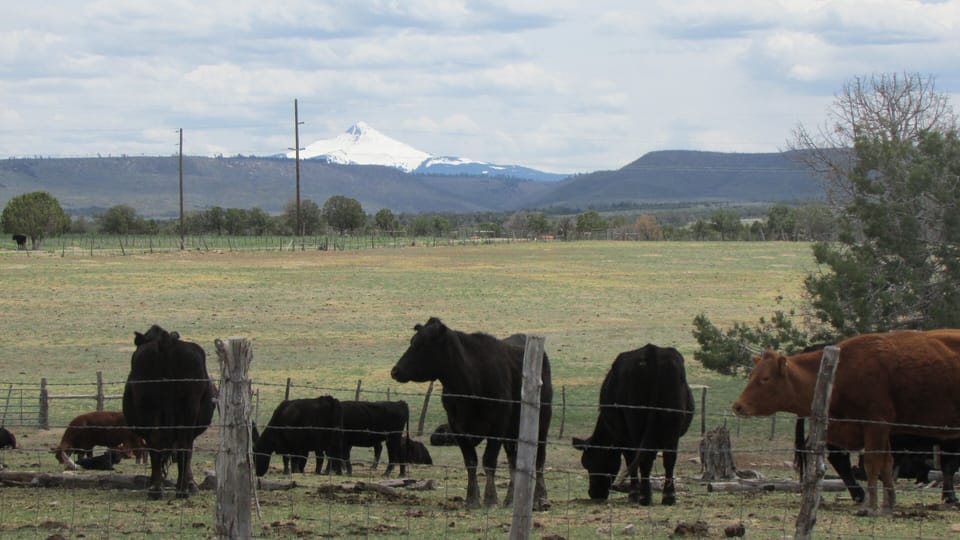 Colorado Bray ranch getaway Cabin in Colorado