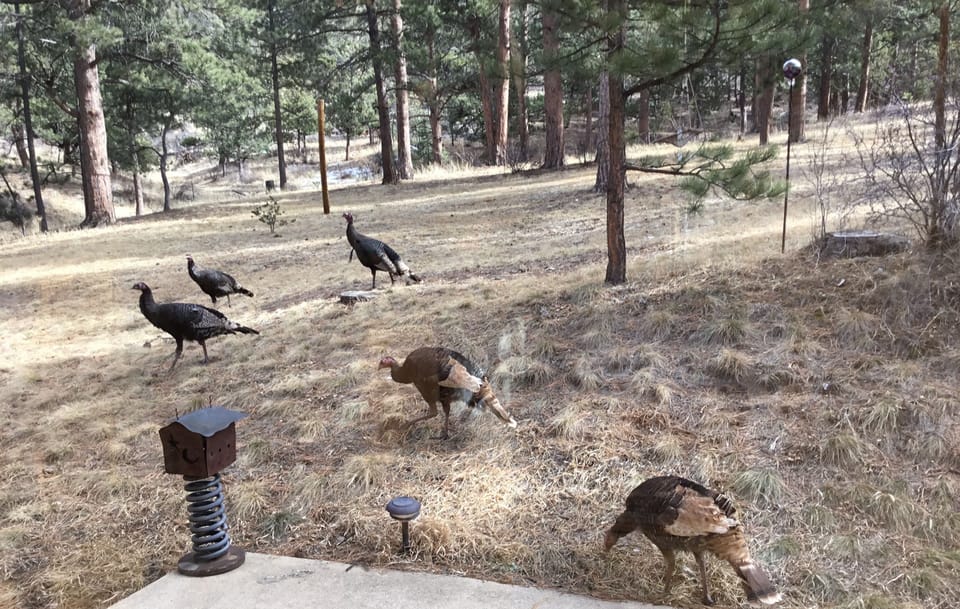 Wild Turkeys looking for a treat