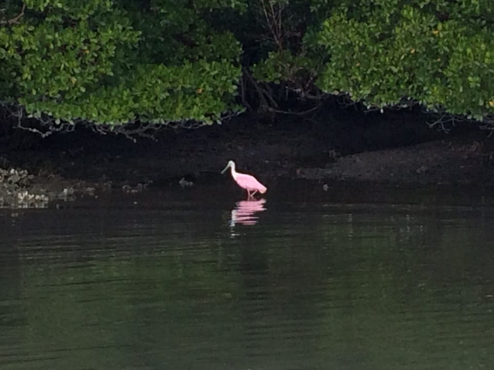 Roseate Spoonbil