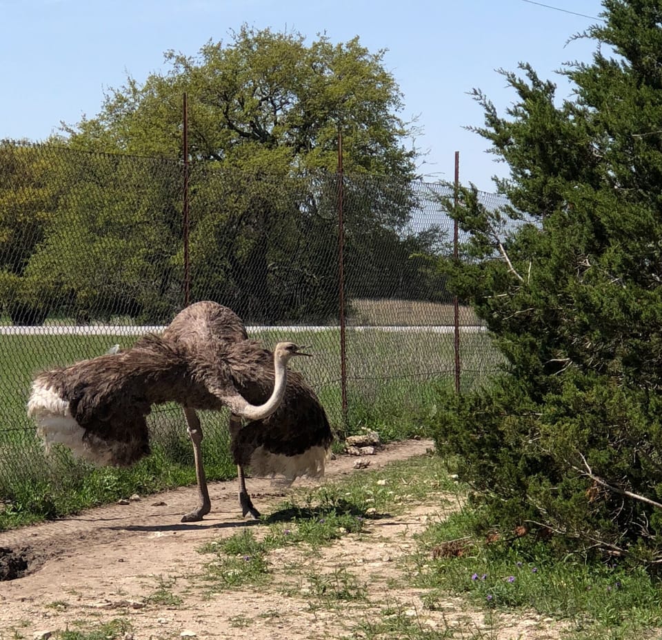 Fossil rim wildlife park. A few minutes away from our house. Approx 20 min drive