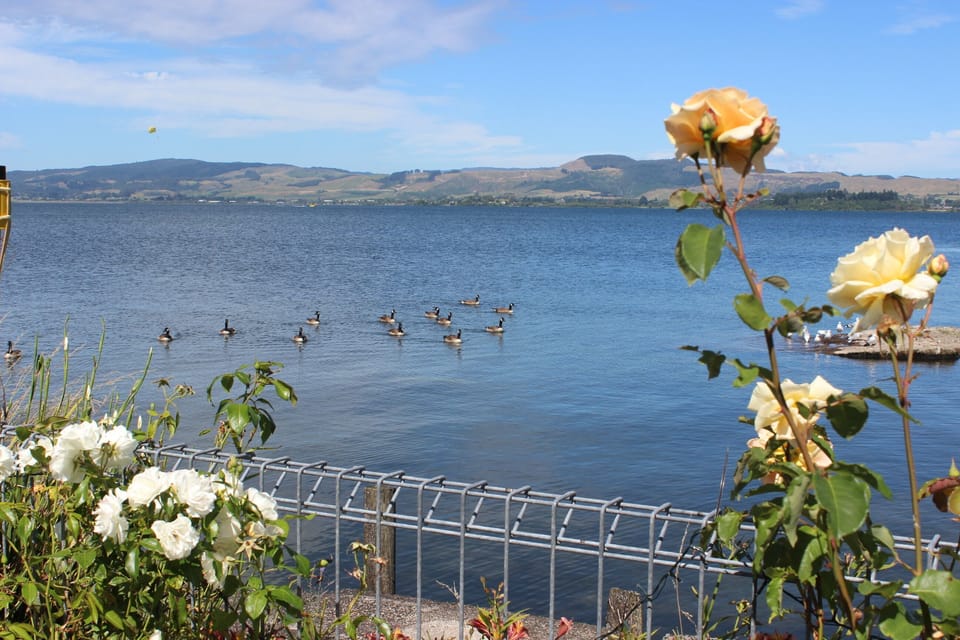 Canadian geese