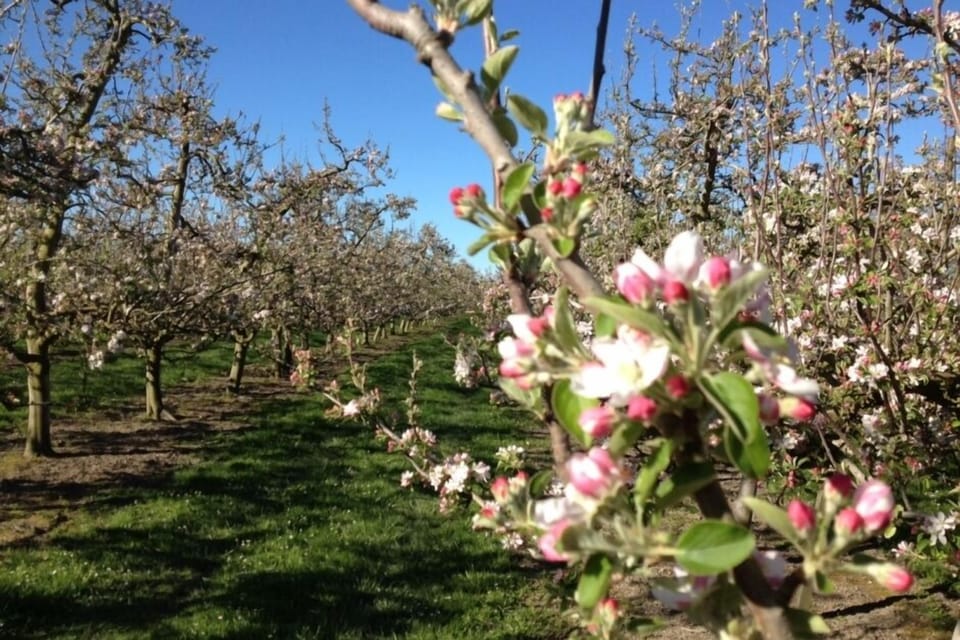 Blossoms in Spring 