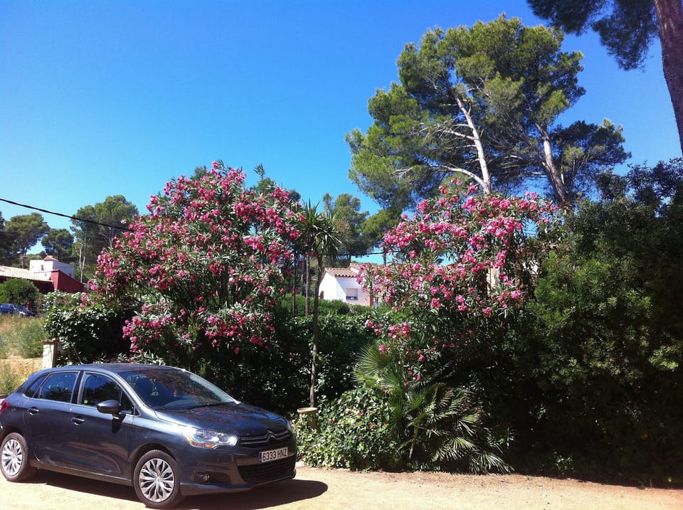 The driveway and parking area
