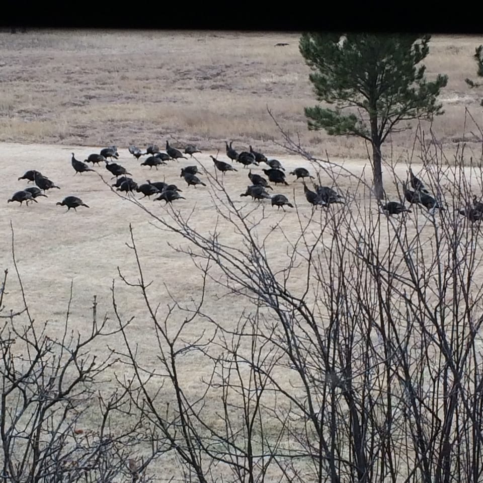 turkeys on property