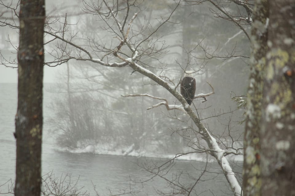 Eagle outside the window