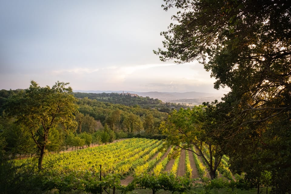 Vineyard