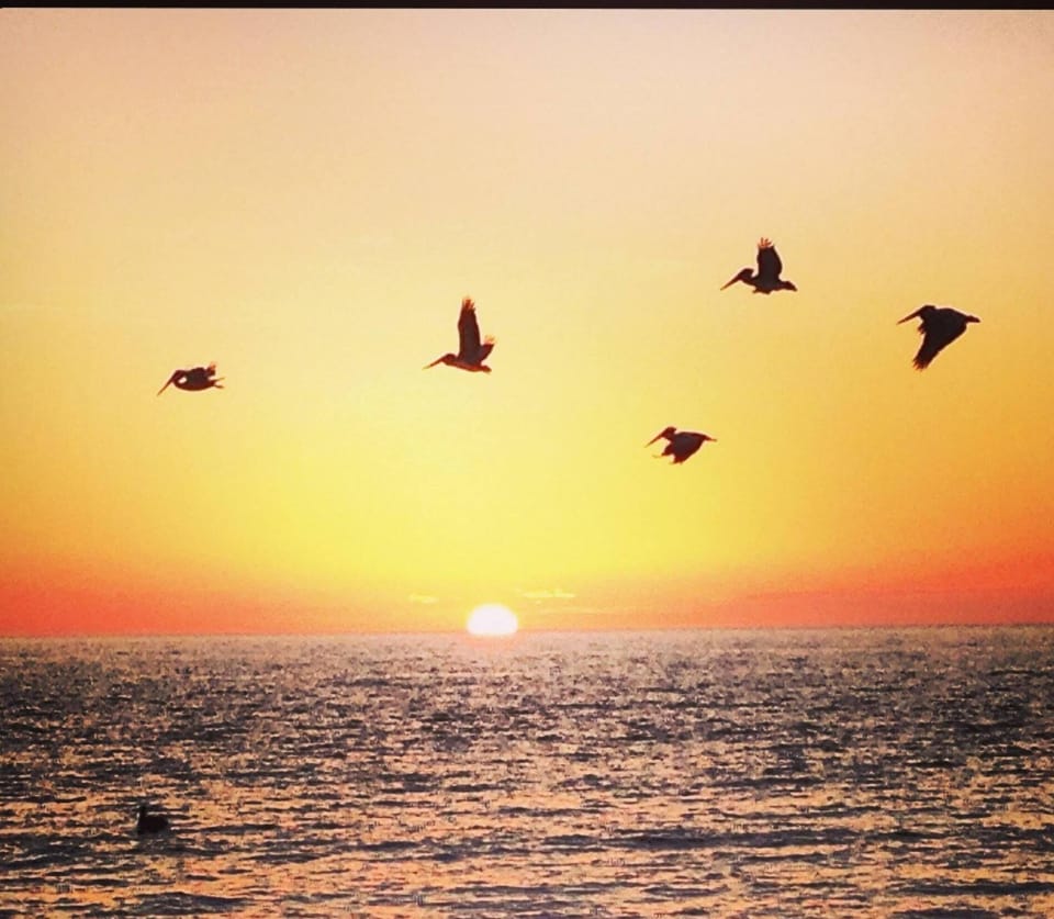 Plenty of Dolphins, Pelicans, Windpipers, Egrets and Herons to watch