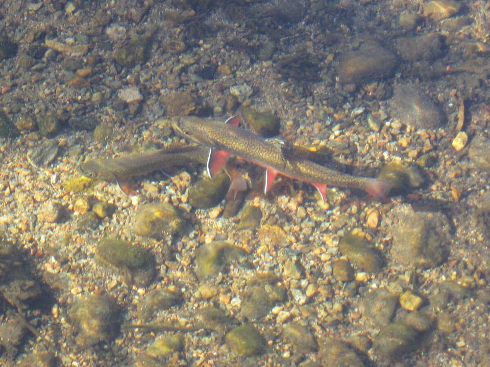Trout in creek. This unit is at the confluence of Big Thomson and Fall rivers