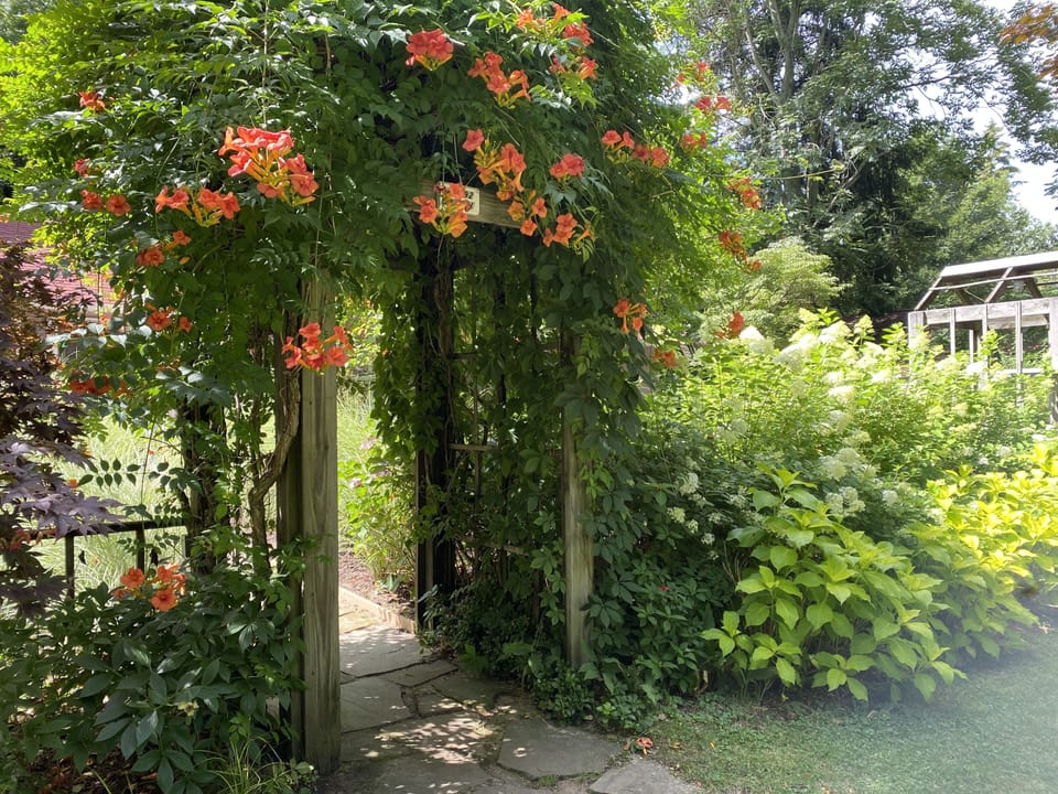 Trellis Entry to the Garden Topped with a Flowering Trumpet Vine. 