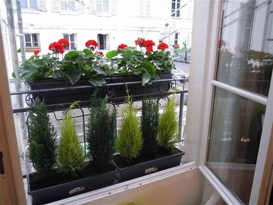 the courtyard seen from the apartment through the flowers of the windows (in sea