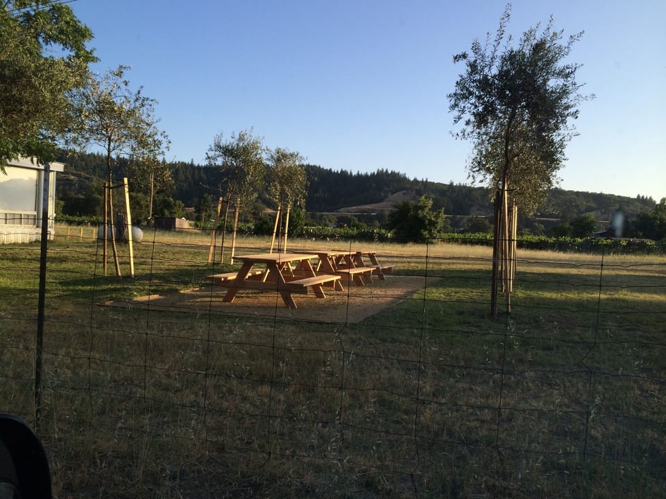 Picnic area with olive trees